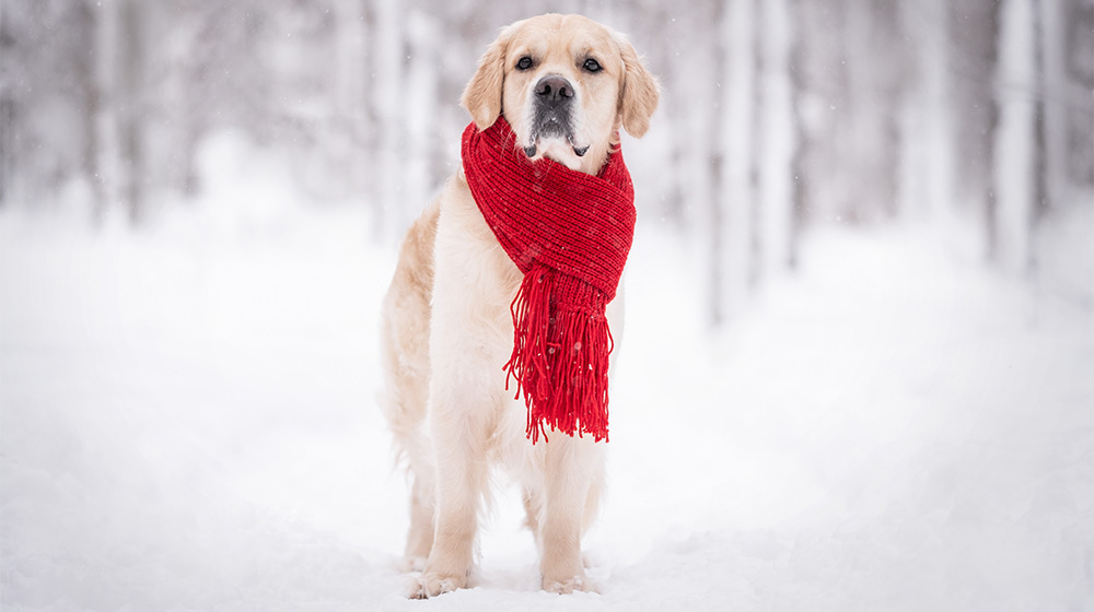 Czy warto wzmacniać odporność psa i kota zimą?
