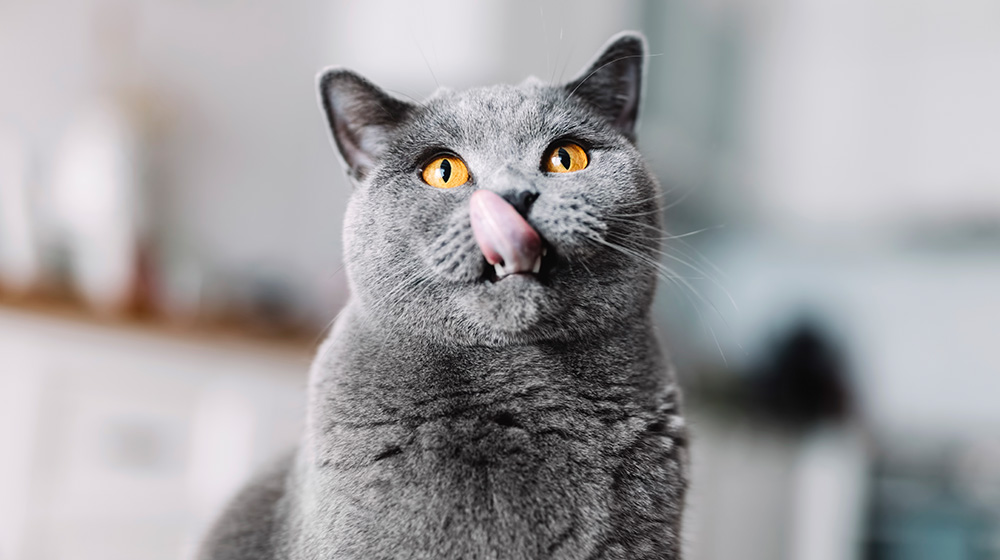 Dlaczego warto usprawnić pracę układu pokarmowego psa i kota?